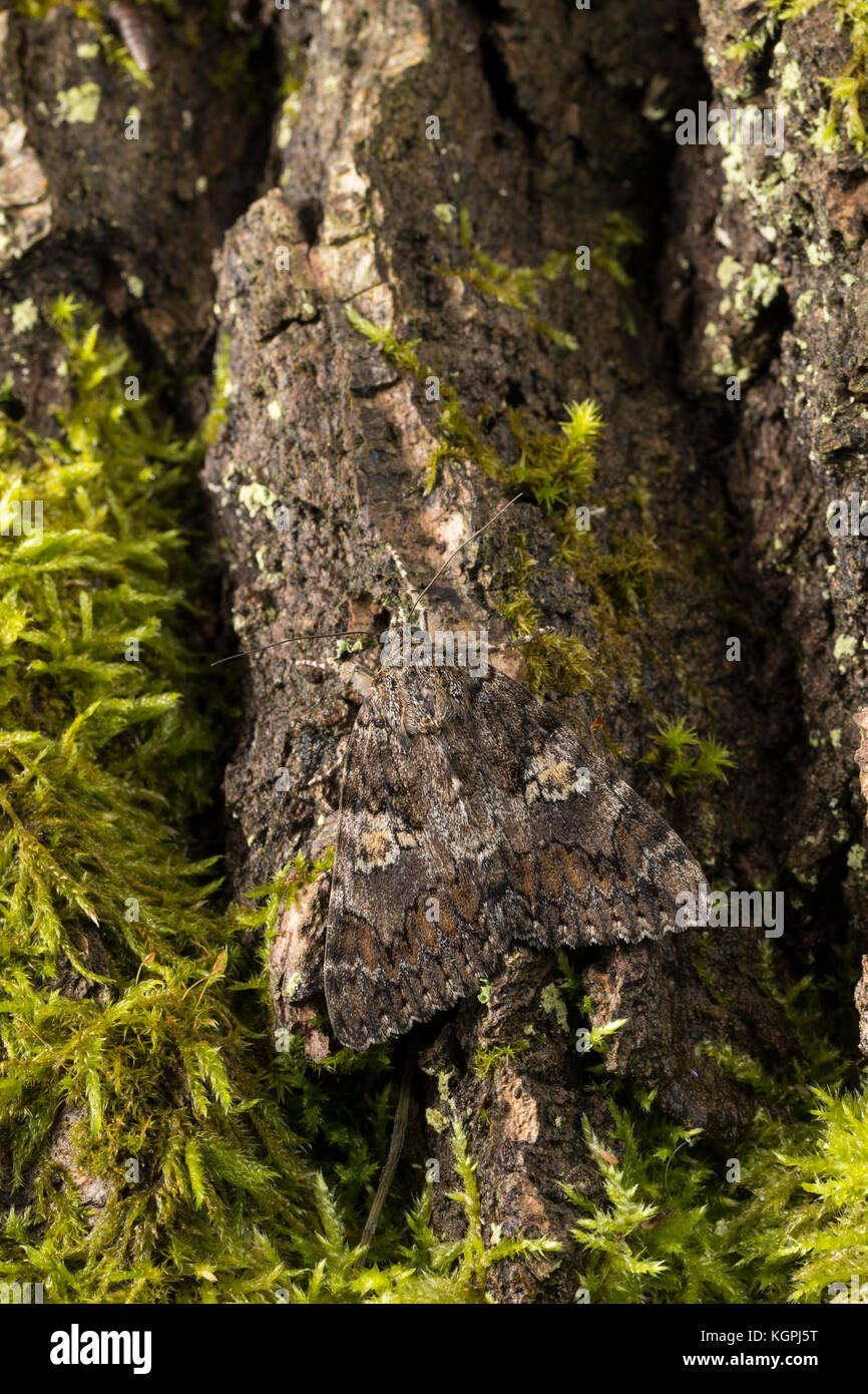 Großes Eichenkarmin, Grosses Eichenkarmin, Großer Eichenkarmin, Catocala sponsa, dark crimson underwing, la Fiancée, Eulenfalter, Noctuidae, noctuid m Stock Photo