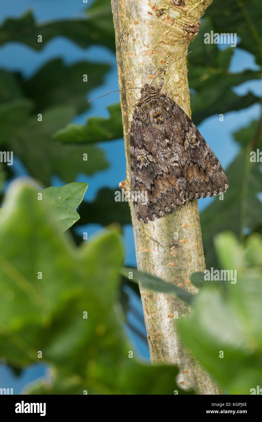 Großes Eichenkarmin, Grosses Eichenkarmin, Großer Eichenkarmin, Catocala sponsa, dark crimson underwing, la Fiancée, Eulenfalter, Noctuidae, noctuid m Stock Photo