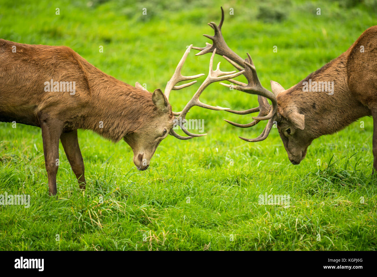 Autumn Red Deer Rut.Image sequence depicting scenes around male Stag's