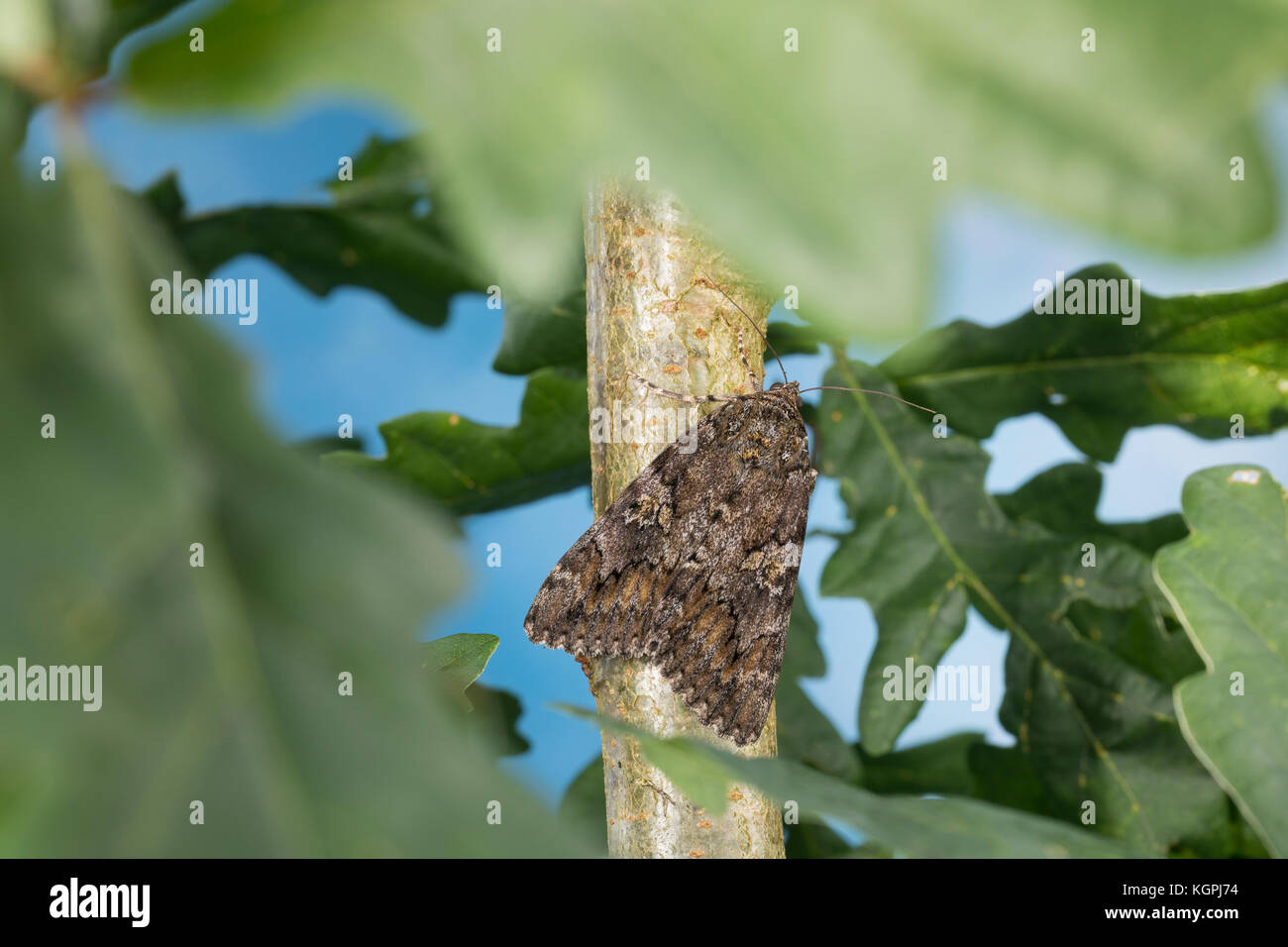 Großes Eichenkarmin, Grosses Eichenkarmin, Großer Eichenkarmin, Catocala sponsa, dark crimson underwing, la Fiancée, Eulenfalter, Noctuidae, noctuid m Stock Photo