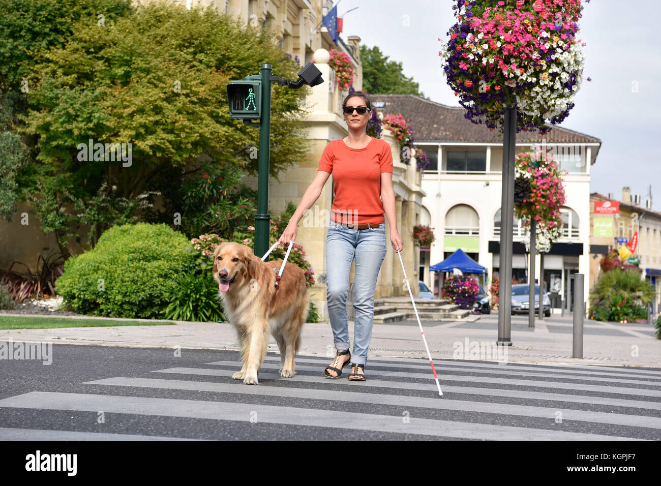 Blind woman crossing the street with help of guide dog Stock Photo - Alamy