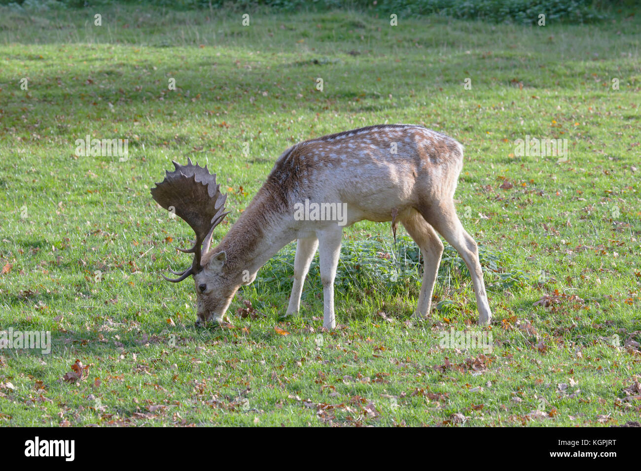 Mature fallow deer buck Dama dama grazing in woodland park Stock Photo