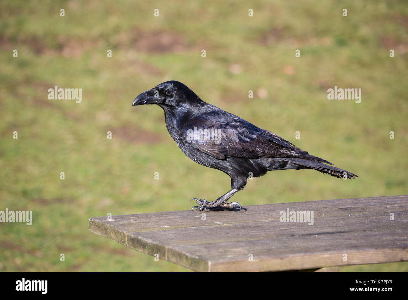 Raven Corvus Corax on picnic table in park Stock Photo