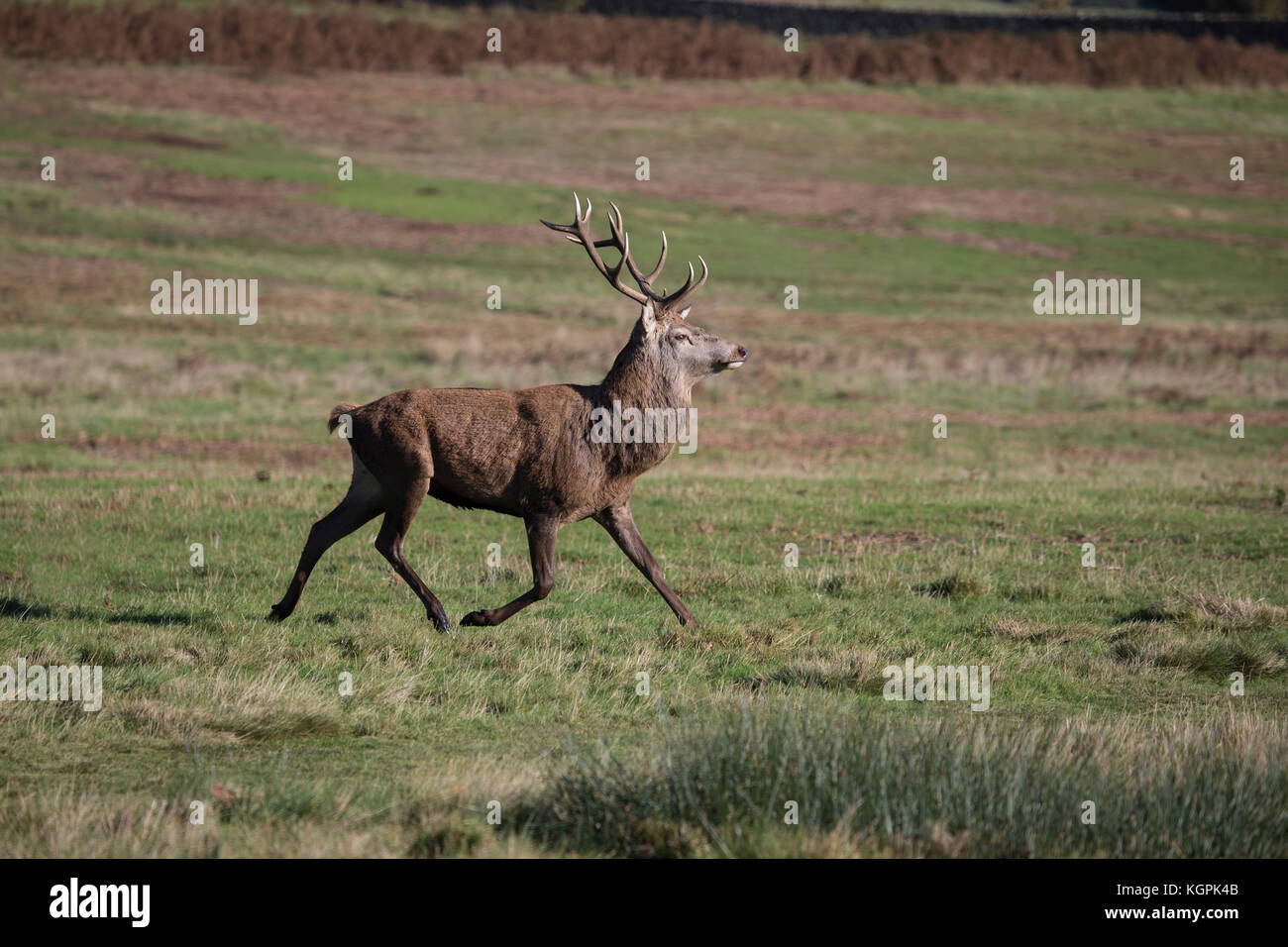 Red Deer stag with large antlers Cervus elaphus trotting across parkland in late autumn Stock Photo