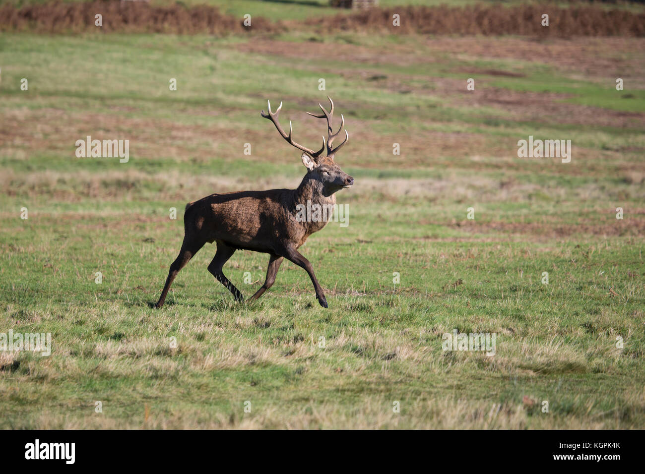 Red Deer stag with large antlers Cervus elaphus trotting across parkland in late autumn Stock Photo