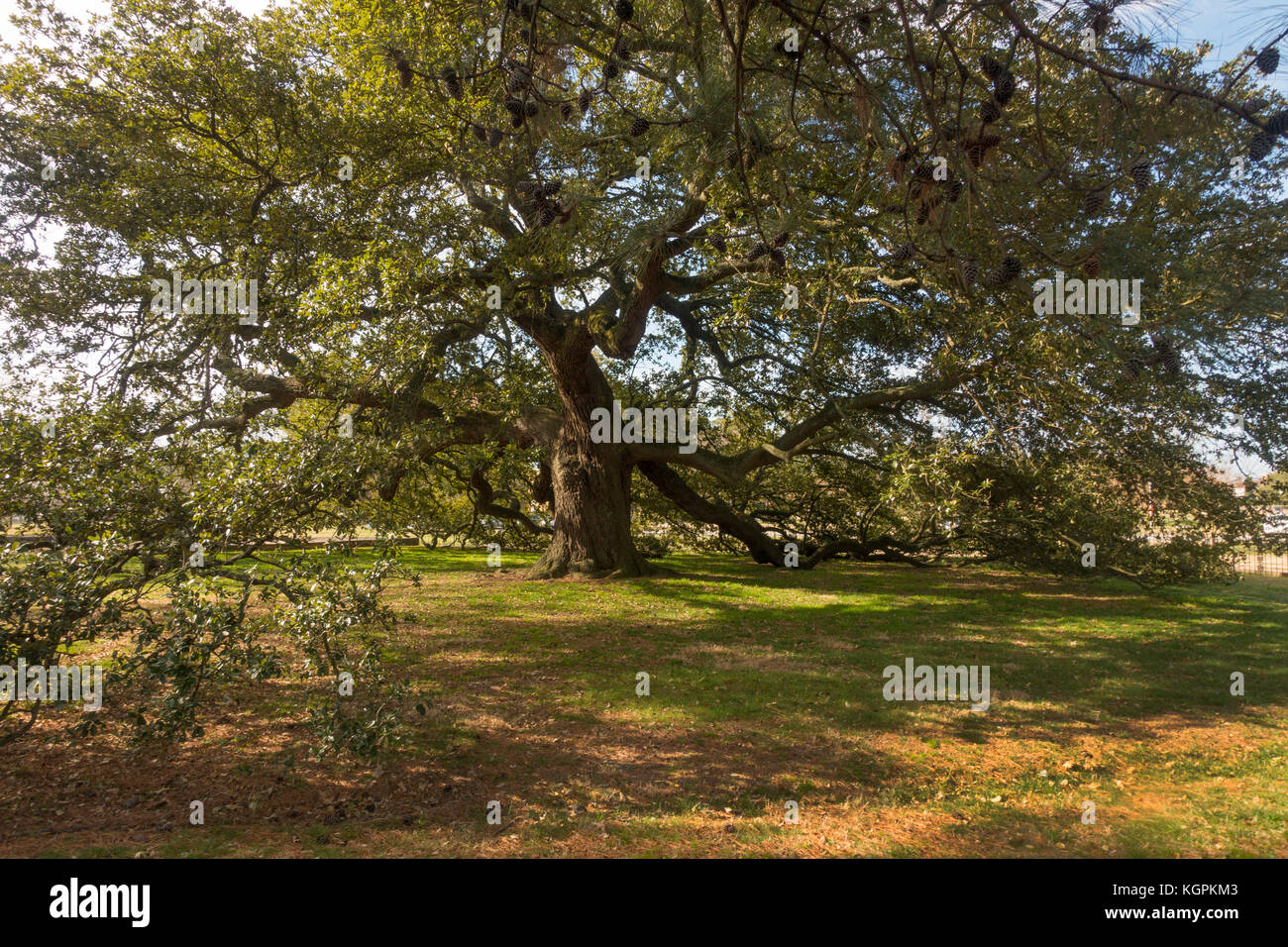 Emancipation Oak tree at Hampton University Virginia Stock Photo