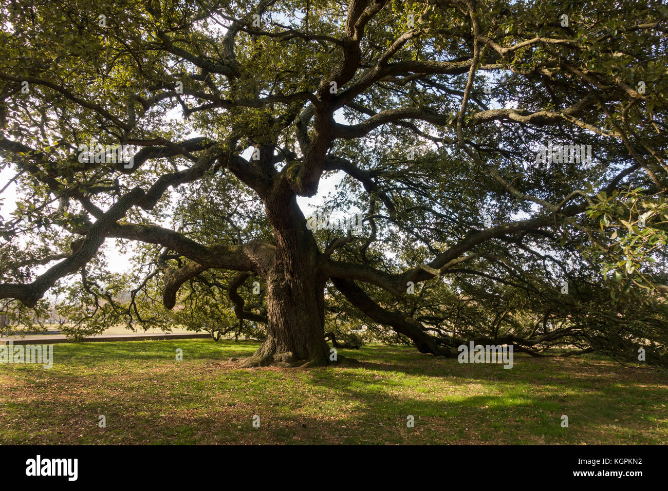 Emancipation Oak tree at Hampton University Virginia Stock Photo