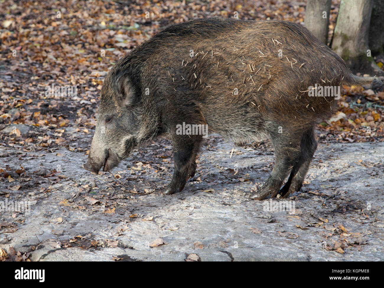 WILD BOAR 2017 ancestor of most domestic pig breed Stock Photo