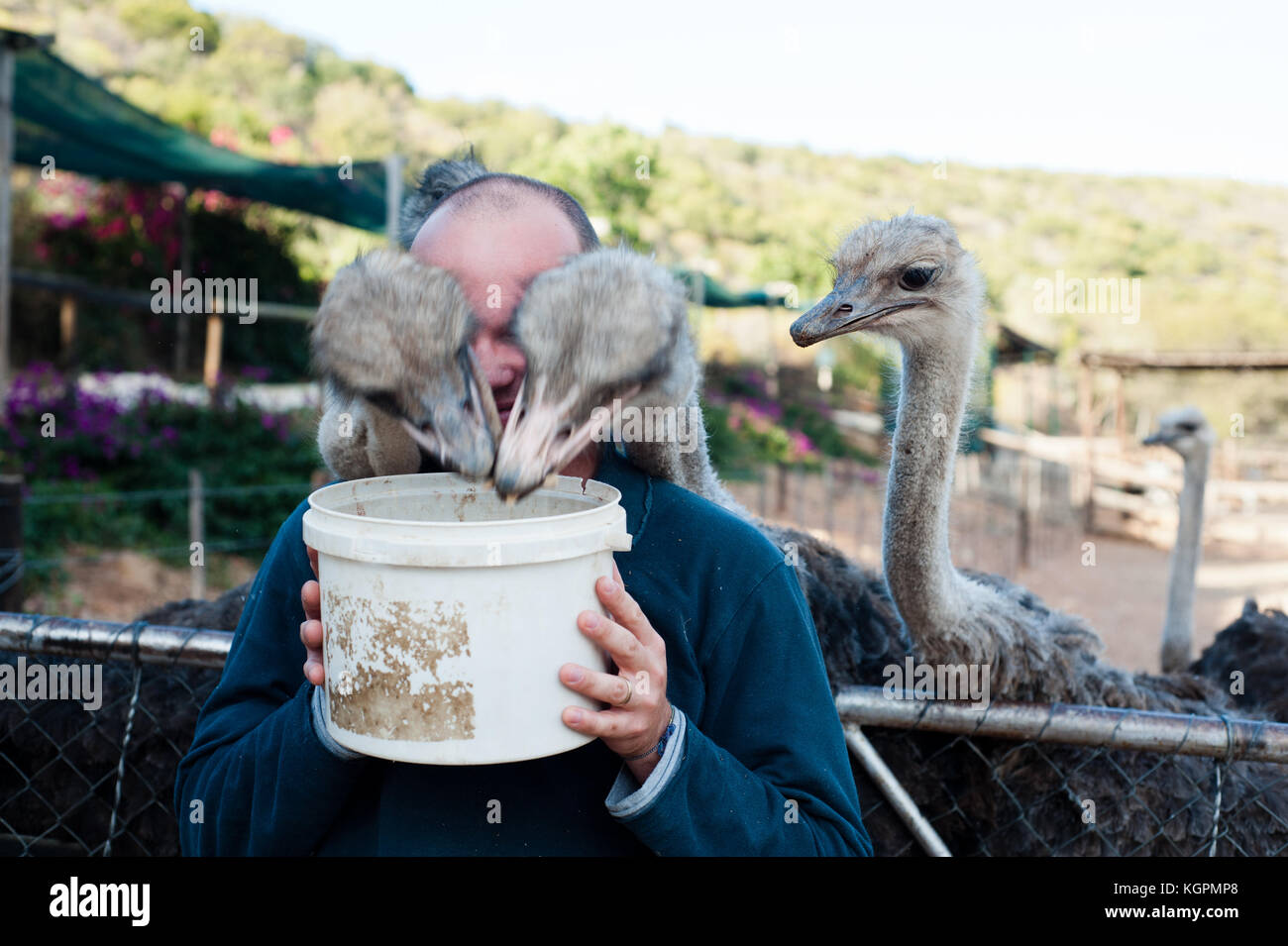 Mature man having fun giving food to ostriches in a private ranch near Cape Town. South Africa Stock Photo