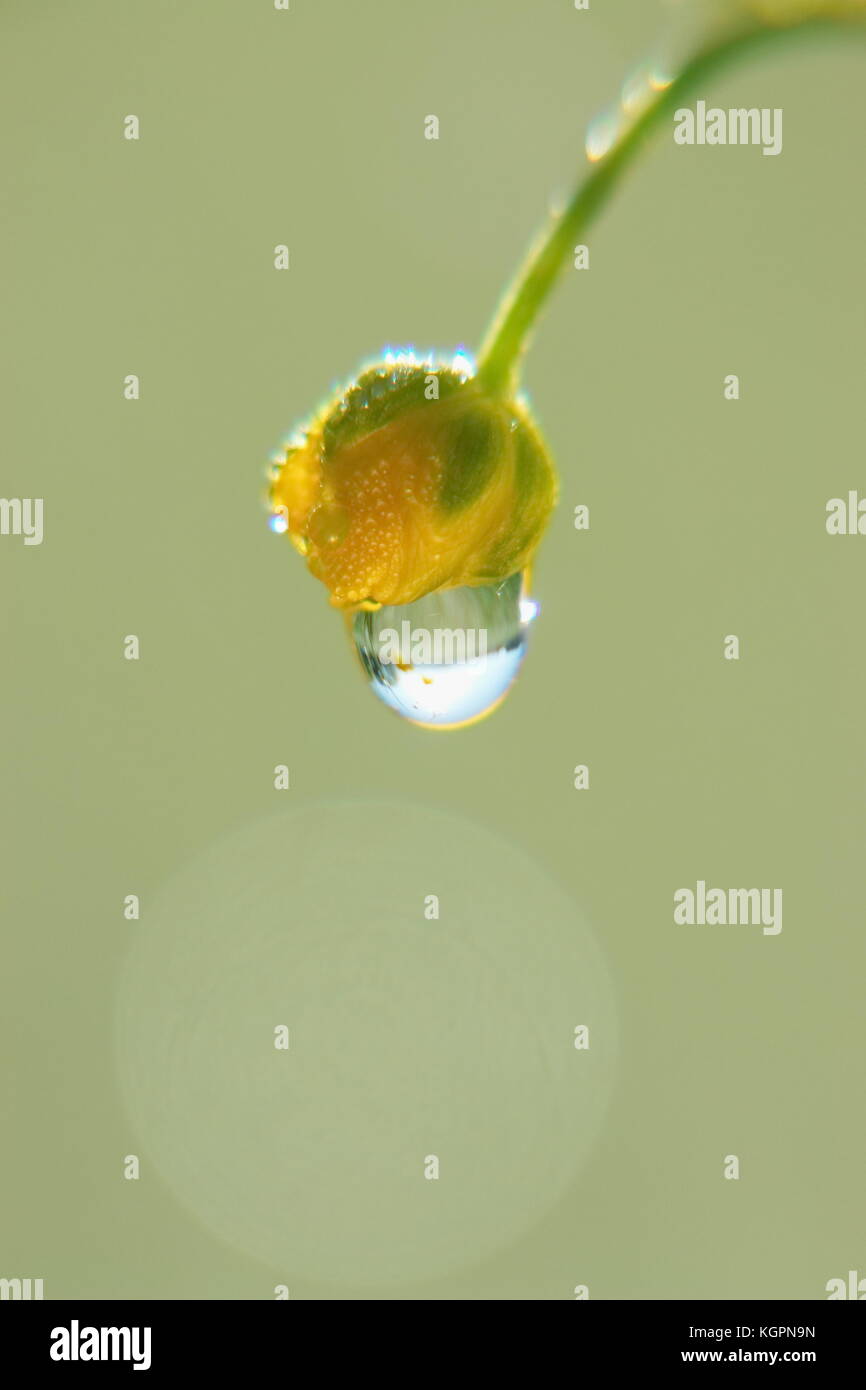 spring buttercup drop Stock Photo - Alamy