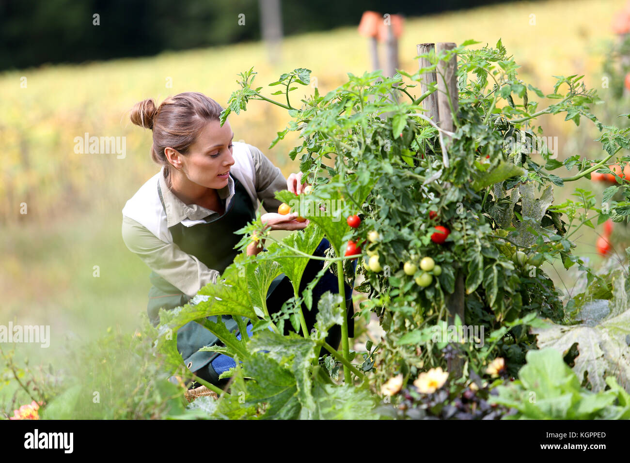 Woman in kitchen garden picking tomatoes Stock Photo - Alamy