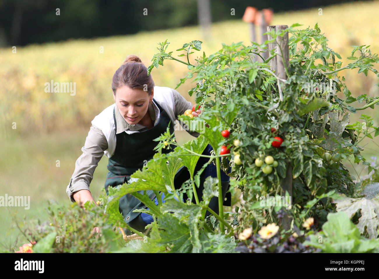 Woman in kitchen garden picking tomatoes Stock Photo - Alamy