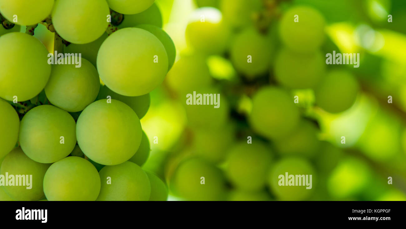 Photo of a beautiful branch of green vine grapes Stock Photo