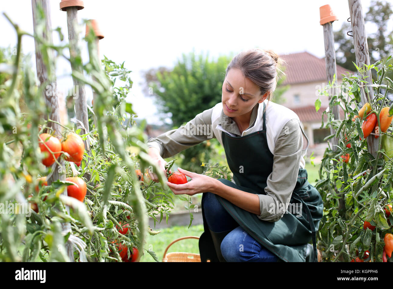 Woman in kitchen garden picking tomatoes Stock Photo - Alamy