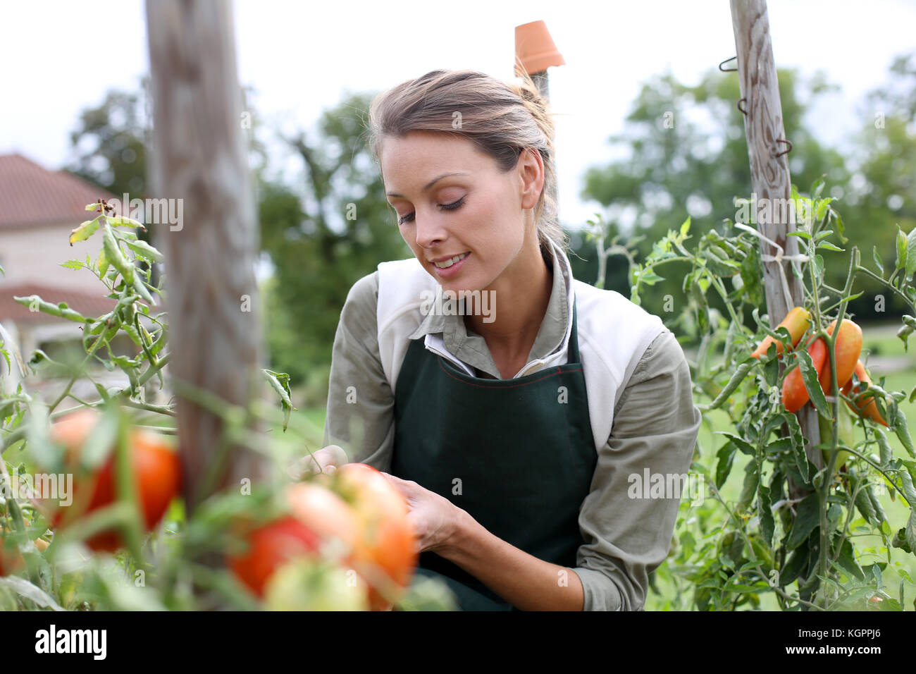 Woman in kitchen garden picking tomatoes Stock Photo Alamy