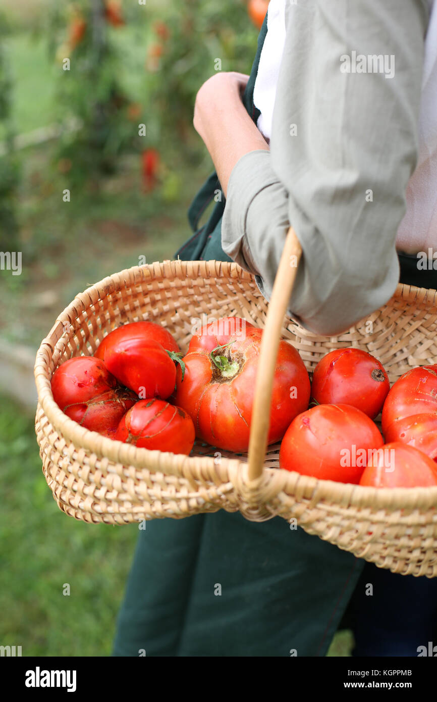 Closeup of fresh tomatoes in basket Stock Photo Alamy