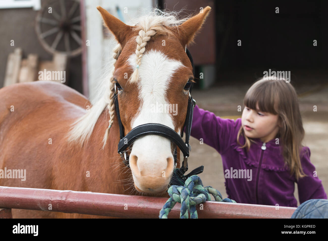 Little Caucasian girl strokes brown horse with braided mane, photo with selective focus Stock Photo