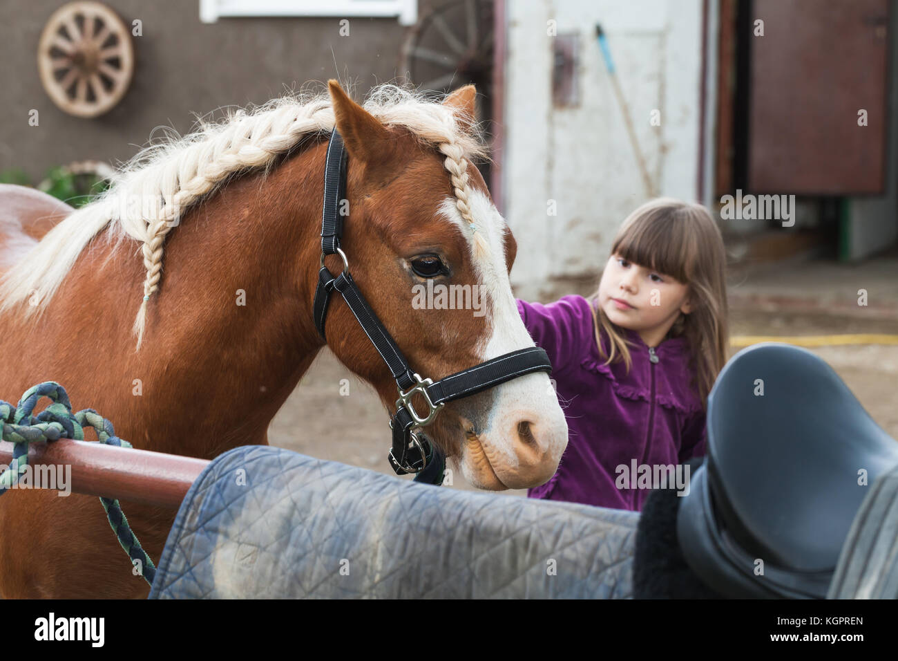 Little girl strokes brown horse with braided mane, photo with selective focus Stock Photo