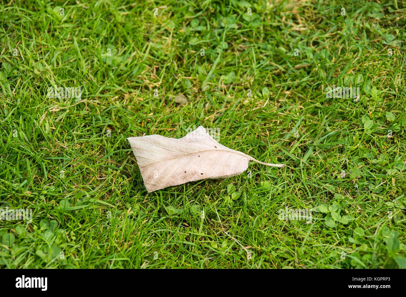 Single leaf on a meadow. Stock Photo