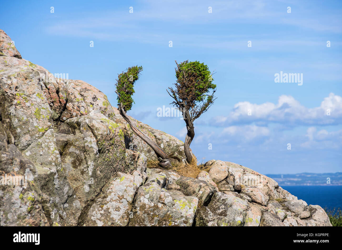 A crooked tree grows on rocks, Kullaberg, Skane County, Sweden. Stock Photo