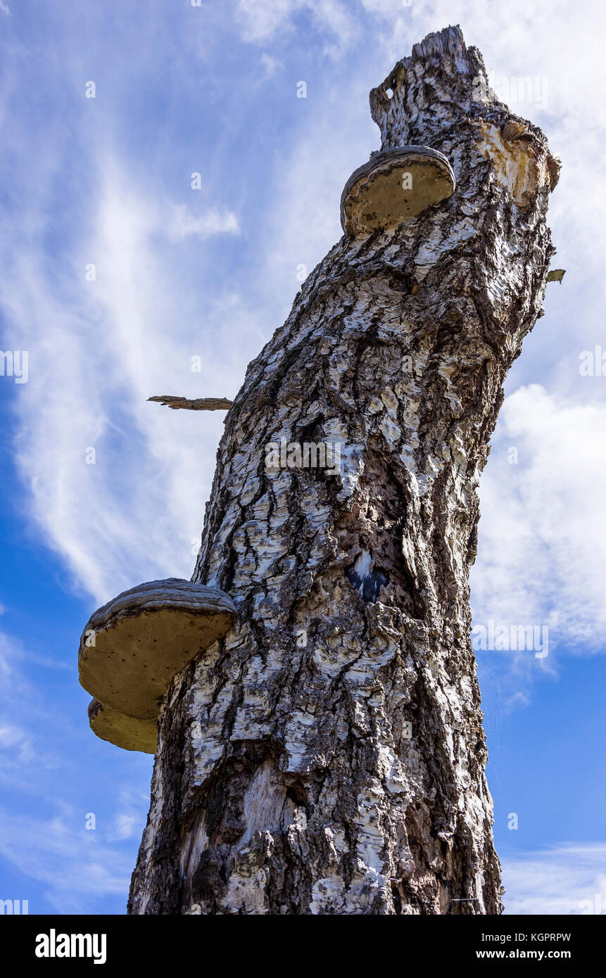 Mycelium Fungi Tree High Resolution Stock Photography and Images - Alamy