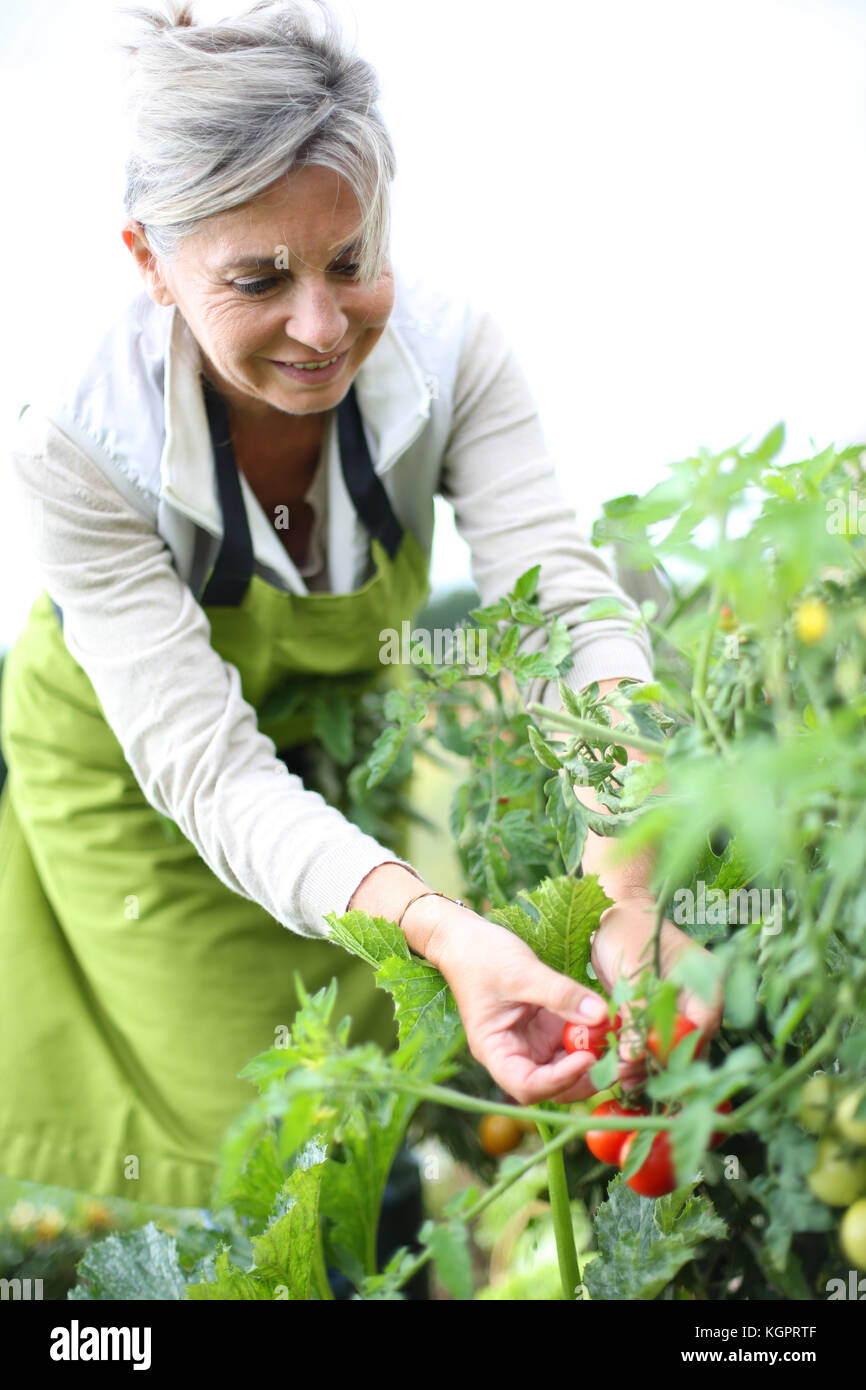 Senior woman picking tomatoes from vegetable garden Stock Photo - Alamy