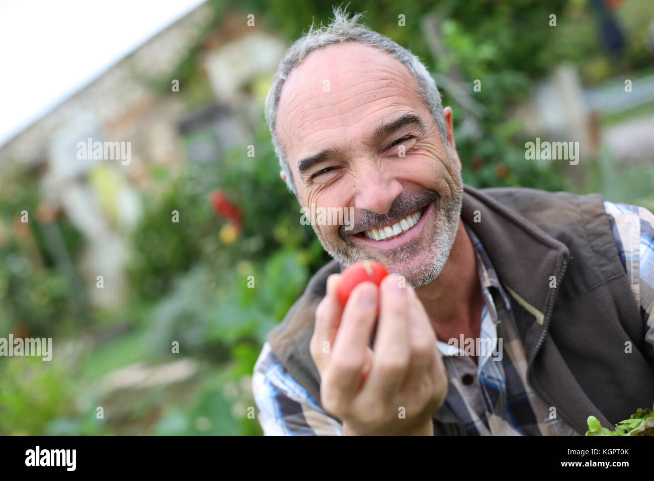 Cheerful senior man showing tomatoes from garden Stock Photo - Alamy