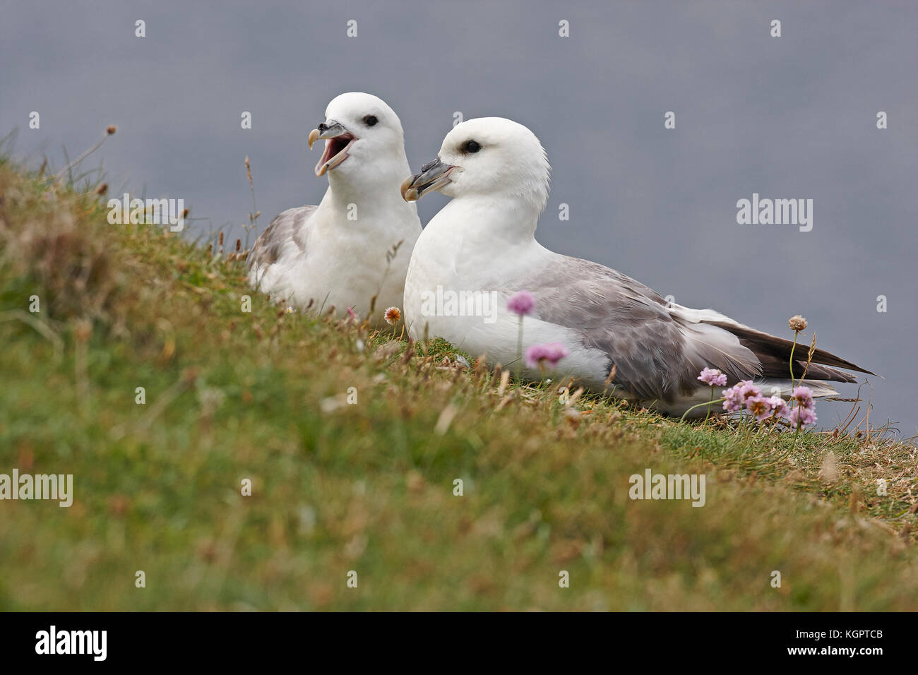 A Pair of  Fulmars,Fulmarus glacialis,perched ontop of a cliff in Shetlands Stock Photo