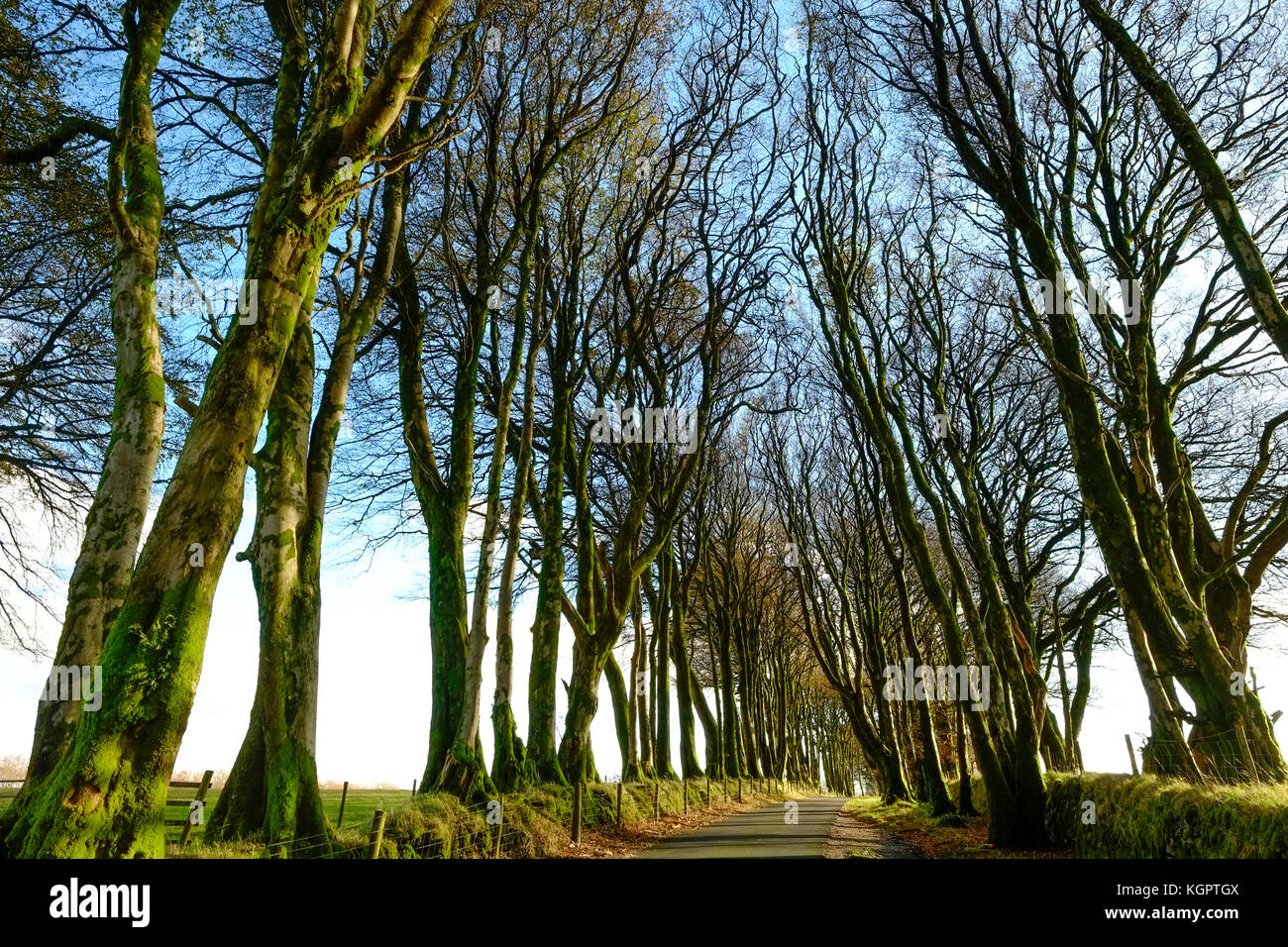 Avenue of beech trees, Dartmoor, Devon. UK Stock Photo