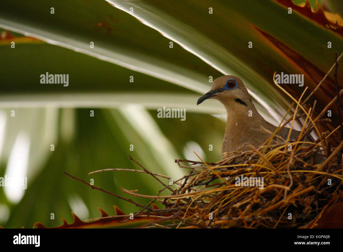 Bird in it's nest during a storm during the summer, waiting for her