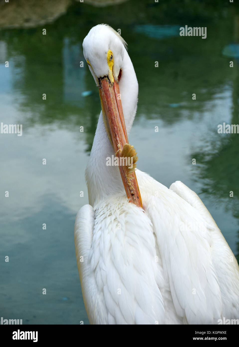 Pelican head closeup view (Pelecanus erythrorhynchos) Stock Photo