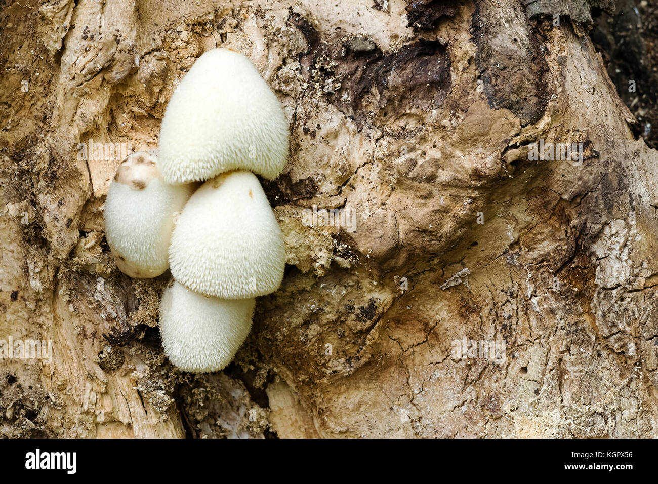 A cluster of rare Silky Sheath mushrooms, Newton-on-Ouse, Yorkshire, UK Stock Photo