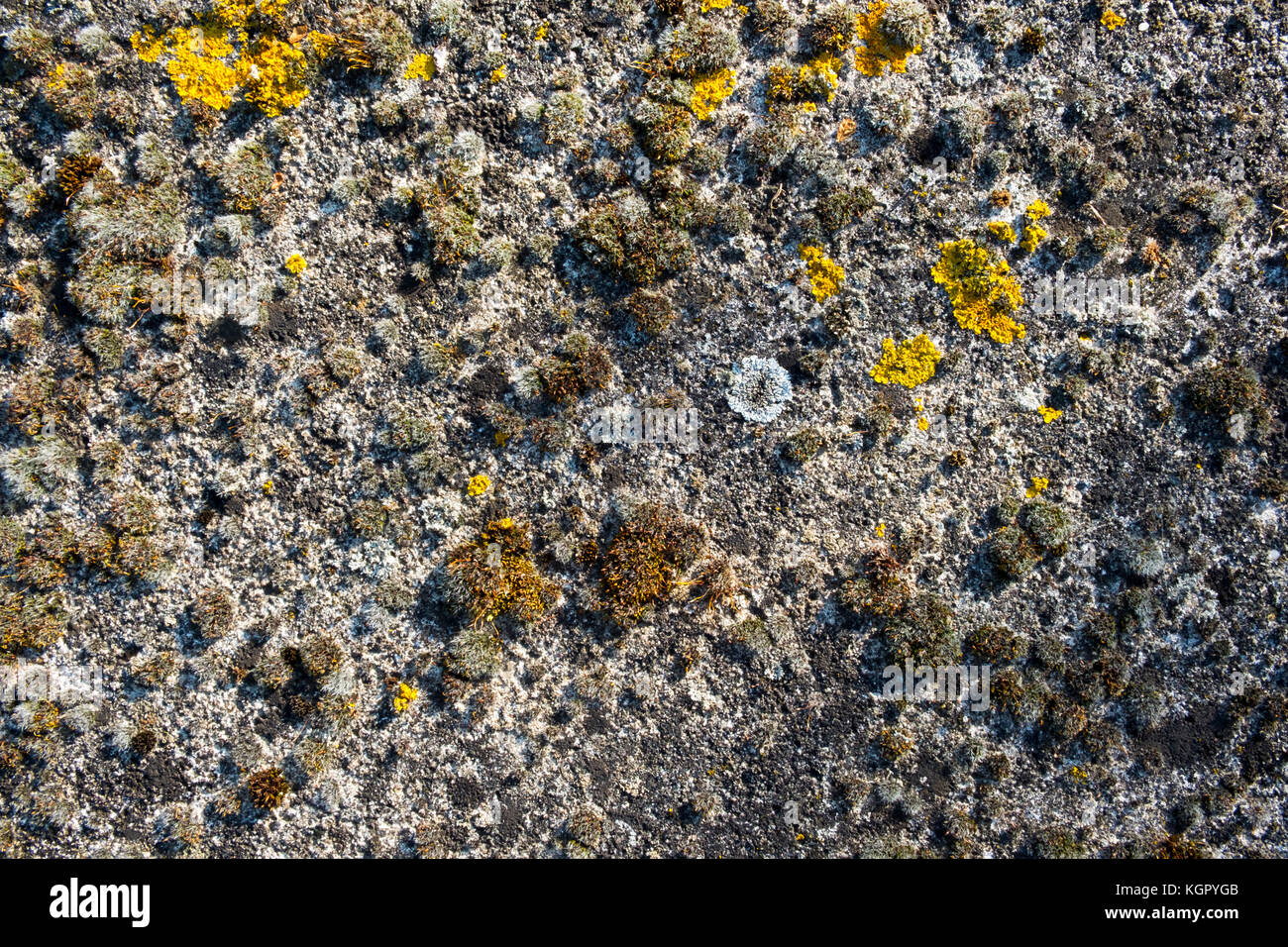 Close up of mosses and lichens on old concrete, full frame background texture Stock Photo