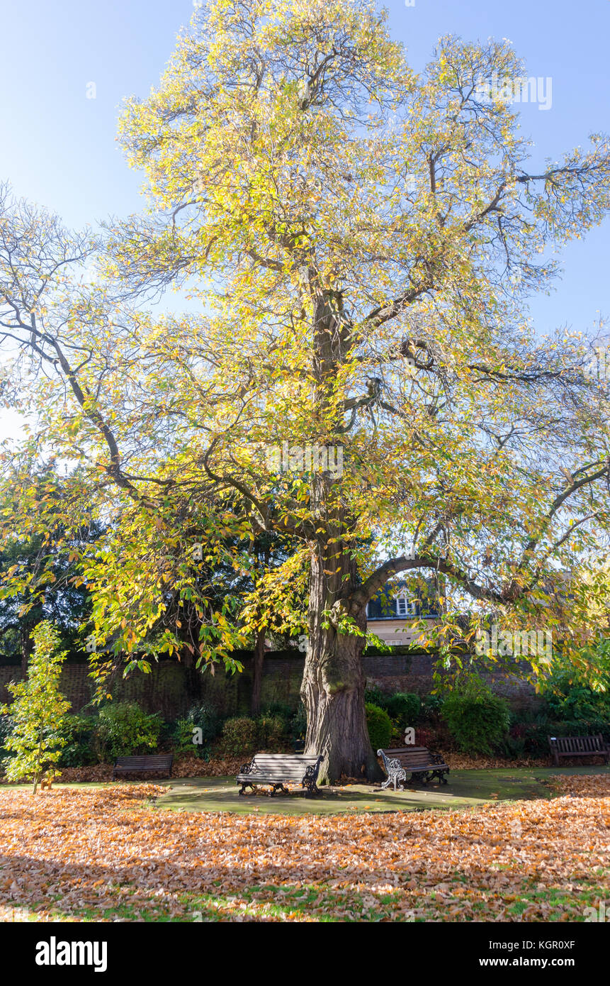 Large old oak tree in the garden behind Warwickshire Yeomanry Museum in Jury Street, Warwick, UK Stock Photo