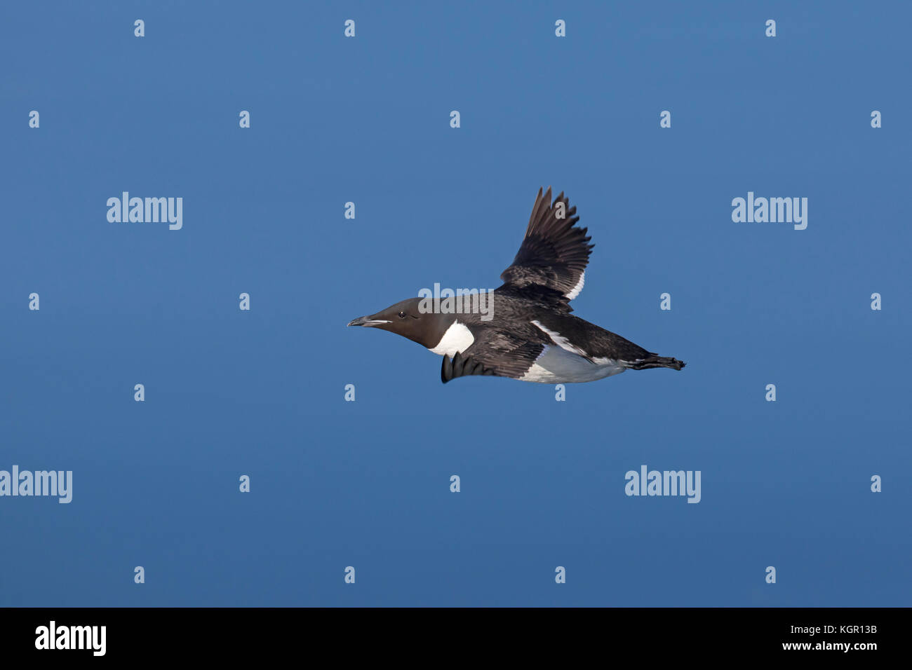 Thick-billed murre / Brünnich's guillemot (Uria lomvia) in flight against blue sky, native to the sub-polar regions of the Northern Hemisphere Stock Photo