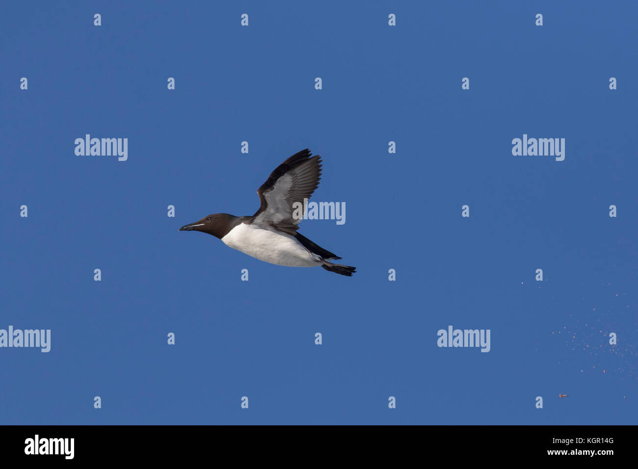 Thick-billed murre / Brünnich's guillemot (Uria lomvia) in flight against blue sky, native to the sub-polar regions of the Northern Hemisphere Stock Photo