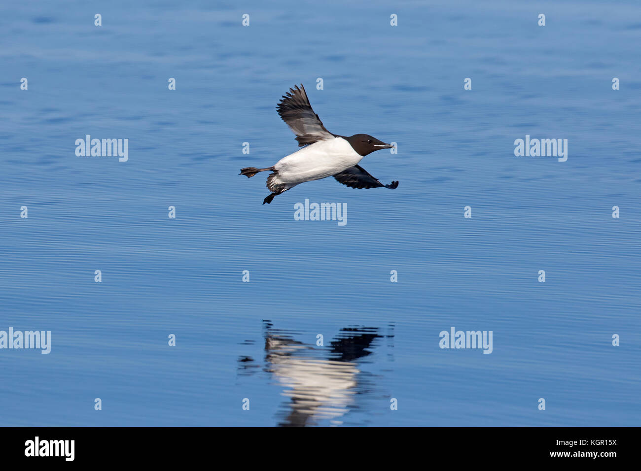 Thick-billed murre / Brünnich's guillemot (Uria lomvia) landing at sea with spread wings, native to the sub-polar regions of the Northern Hemisphere Stock Photo