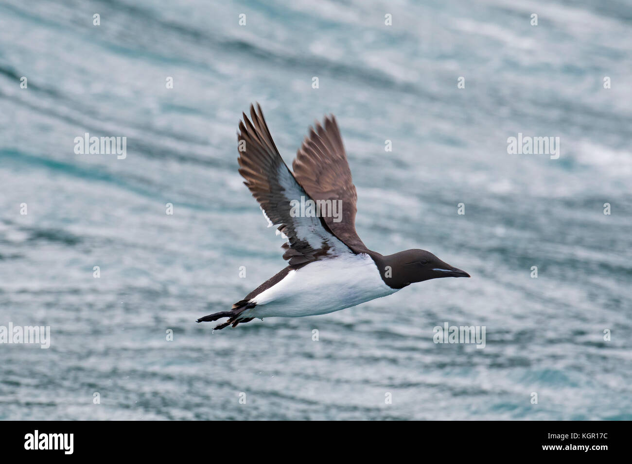Thick-billed murre / Brünnich's guillemot (Uria lomvia) in flight above sea water, native to the sub-polar regions of the Northern Hemisphere Stock Photo