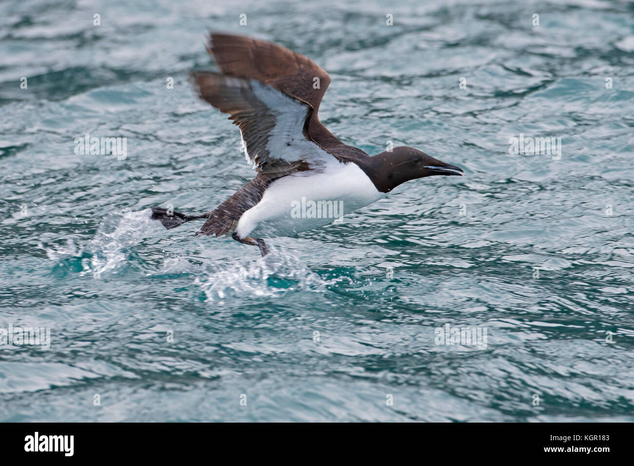 Thick-billed murre / Brünnich's guillemot (Uria lomvia) taking off from sea water, native to the sub-polar regions of the Northern Hemisphere Stock Photo