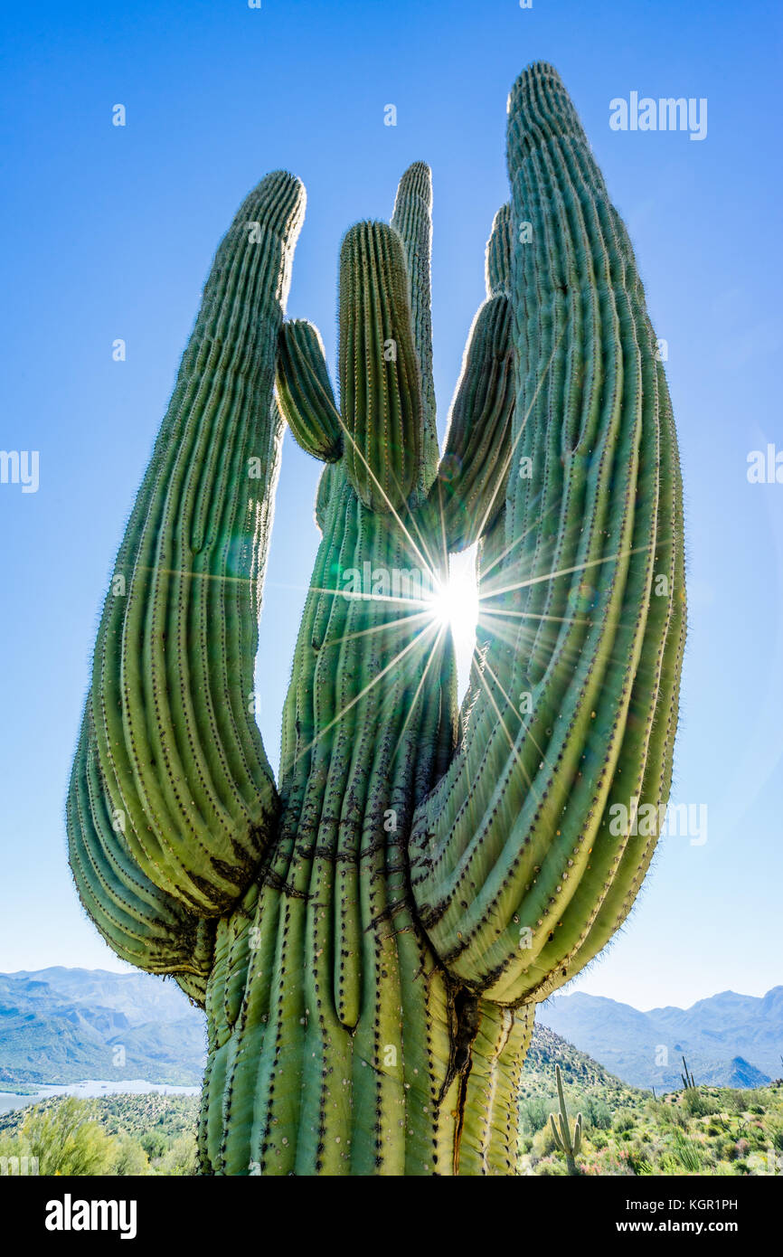 Saguaro cactus near phoenix hires stock photography and images Alamy