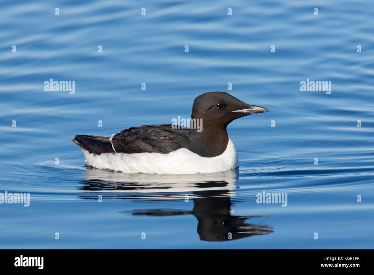 Thick-billed murre / Brünnich's guillemot (Uria lomvia) swimming in sea, native to the sub-polar regions of the Northern Hemisphere, Svalbard, Norway Stock Photo