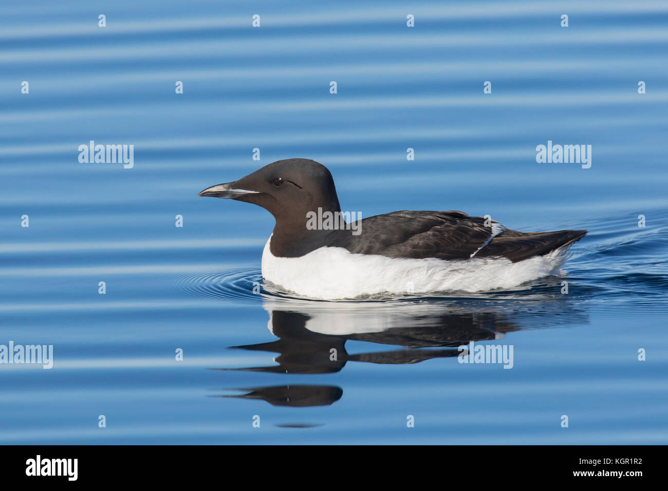 Thick-billed murre / Brünnich's guillemot (Uria lomvia) swimming in sea, native to the sub-polar regions of the Northern Hemisphere, Svalbard, Norway Stock Photo