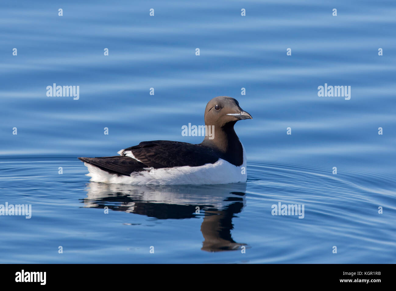 Thick-billed murre / Brünnich's guillemot (Uria lomvia) swimming in sea, native to the sub-polar regions of the Northern Hemisphere, Svalbard, Norway Stock Photo