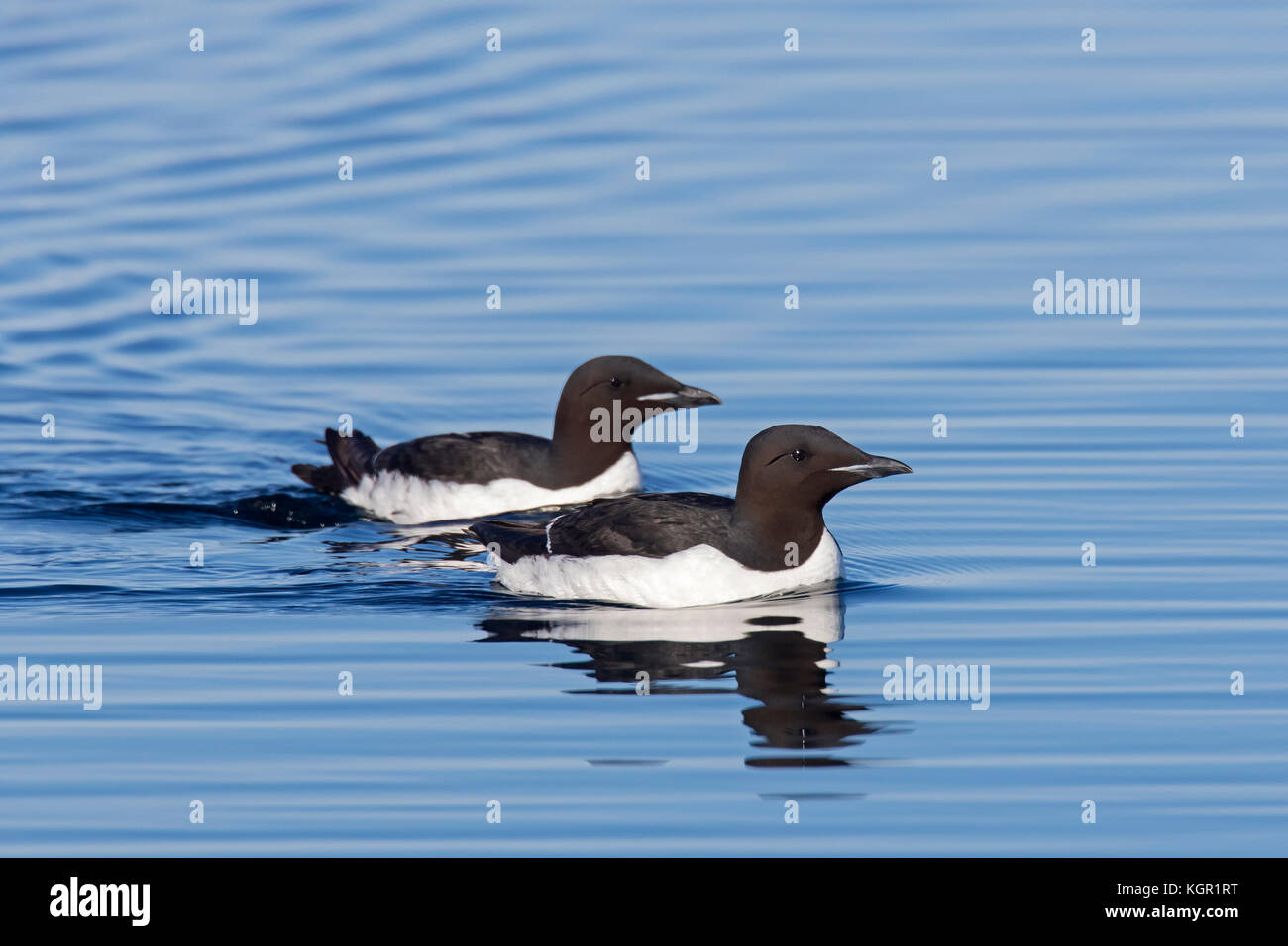 Two thick-billed murres / Brünnich's guillemots (Uria lomvia) swimming in sea, native to the sub-polar regions of the Northern Hemisphere, Svalbard Stock Photo