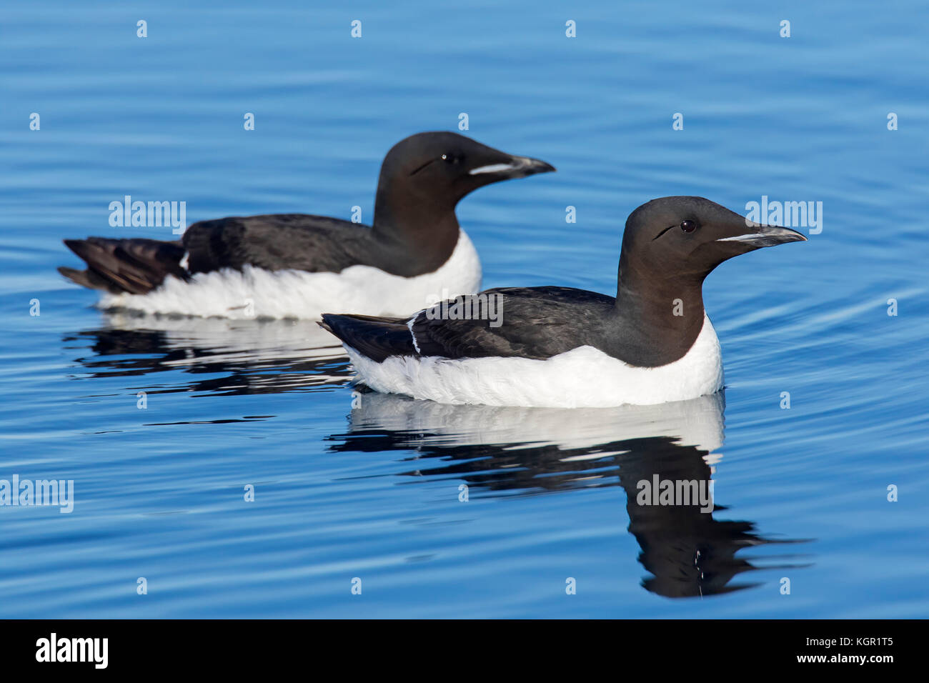Two thick-billed murres / Brünnich's guillemots (Uria lomvia) swimming in sea, native to the sub-polar regions of the Northern Hemisphere, Svalbard Stock Photo