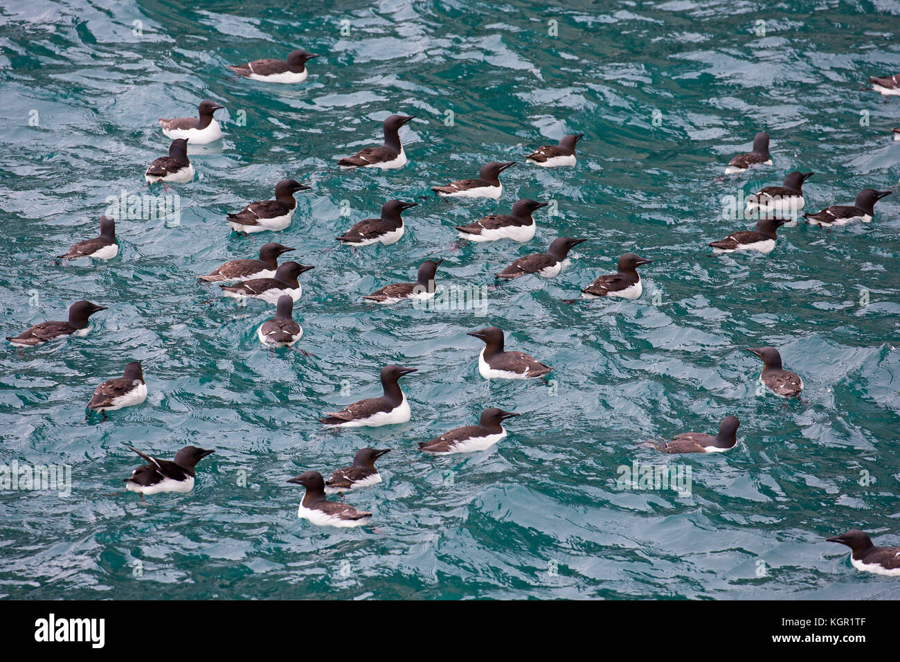 Thick-billed murres / Brünnich's guillemots (Uria lomvia) swimming in sea, native to the sub-polar regions of the Northern Hemisphere, Svalbard Stock Photo