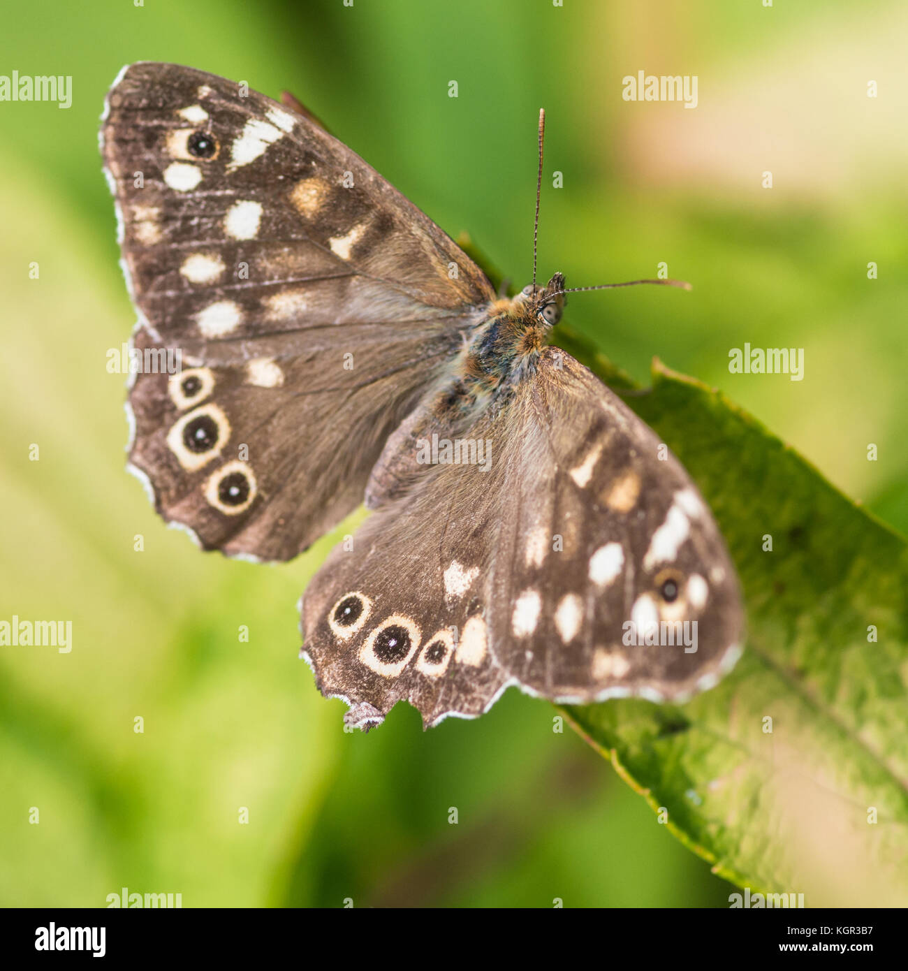 A macro shot of a speckled wood butterfly sitting on a green leaf Stock ...