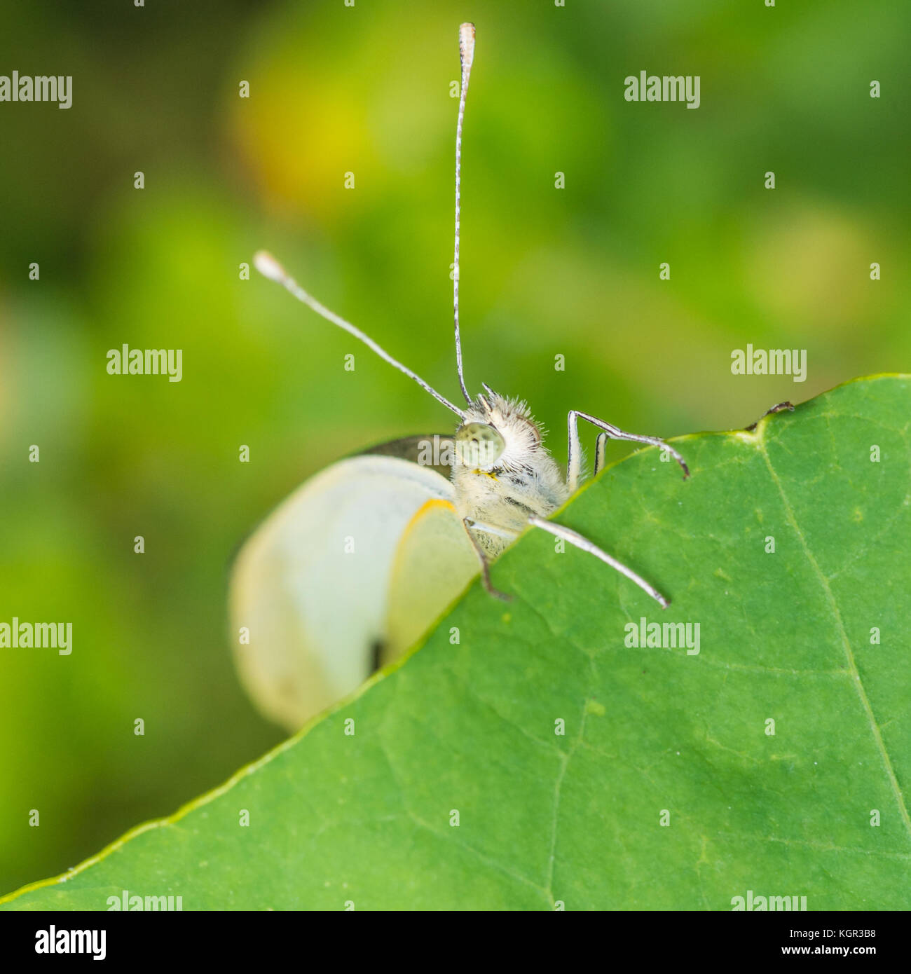 A macro shot of a large white butterfly sitting on a green nasturtium leaf. Stock Photo