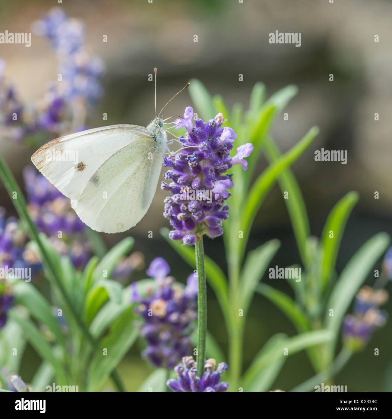 A small cabbage white butterfly collects pollen from a lavender bloom. Stock Photo