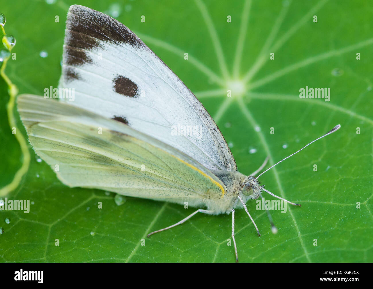 A macro shot of a large white butterfly sitting on a nasturtium leaf. Stock Photo